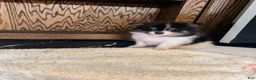 Pomeranian dogs for sale: Farrah - Ad 5
