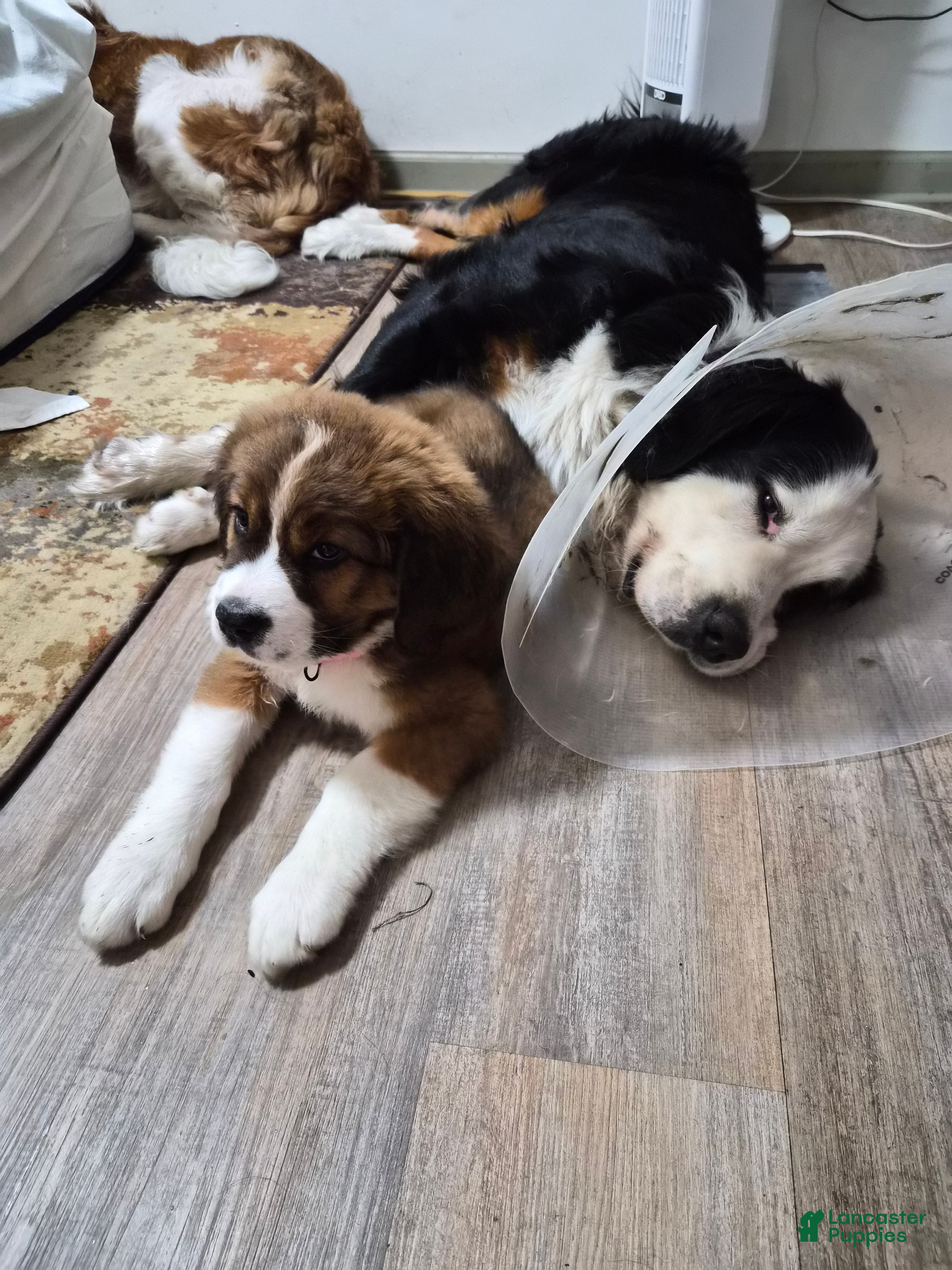 Mixed Breed dogs Ms Pink 🩷 - Ad 2