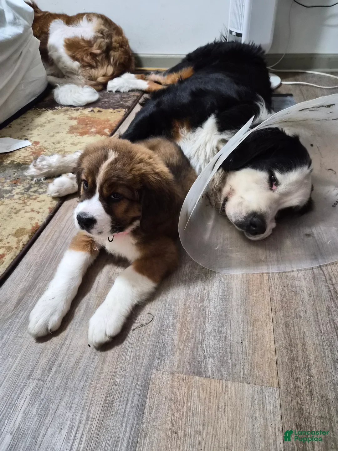 Mixed Breed dogs for sale: Ms Pink 🩷 - Ad 2