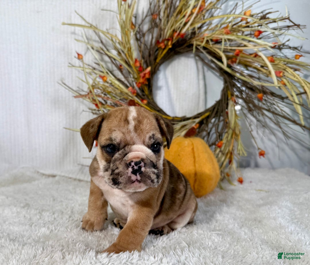 English Bulldog dogs for sale: Otto - Ad 3