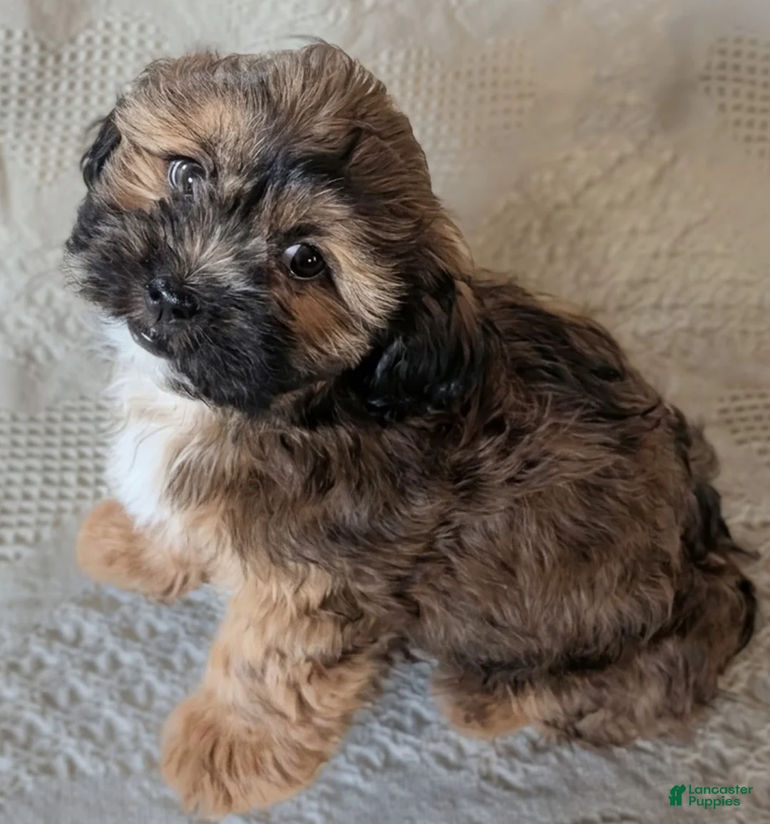 Mixed Breed dogs for sale: Willie - Ad 2