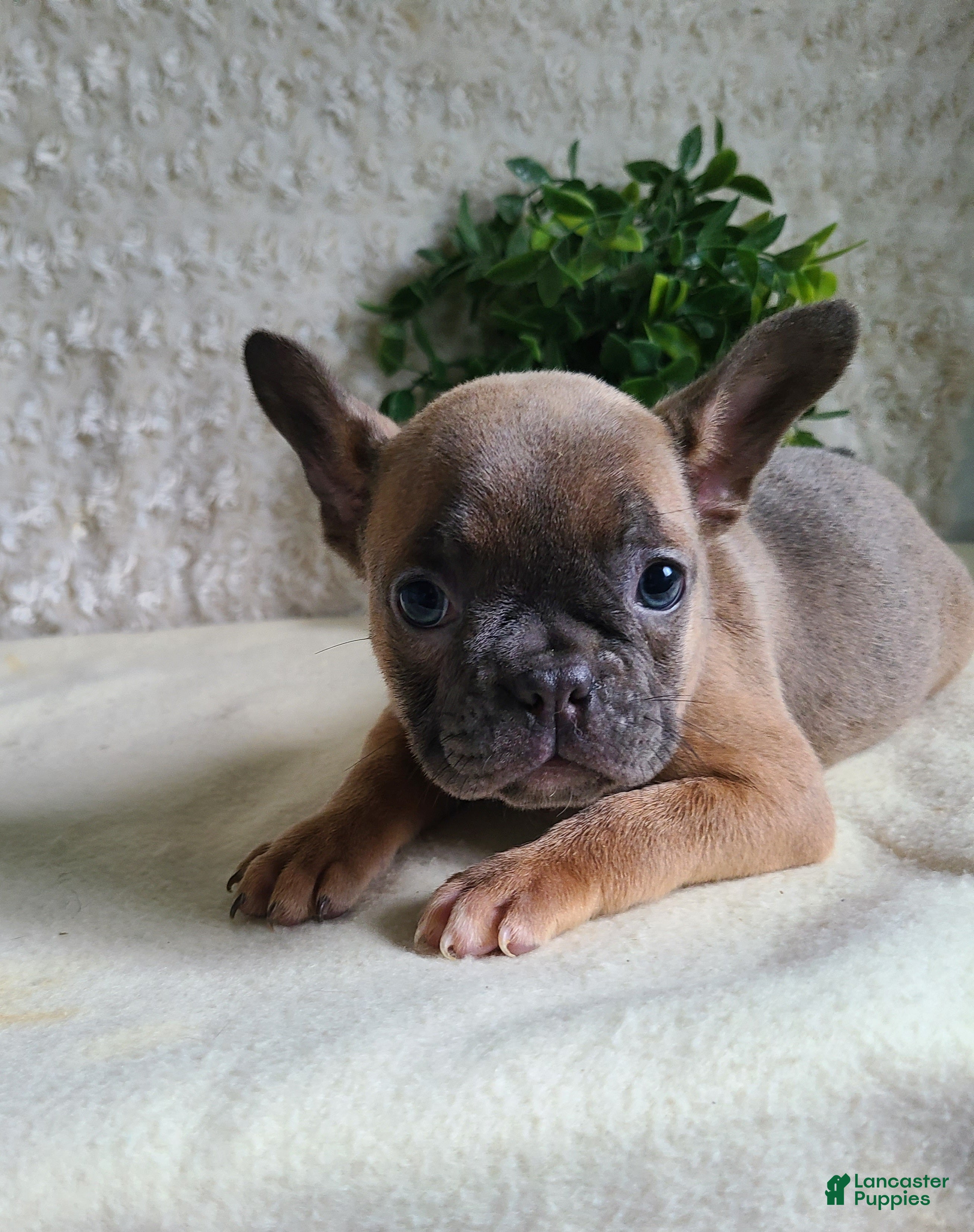 Frenchton dogs Mia - Ad 1