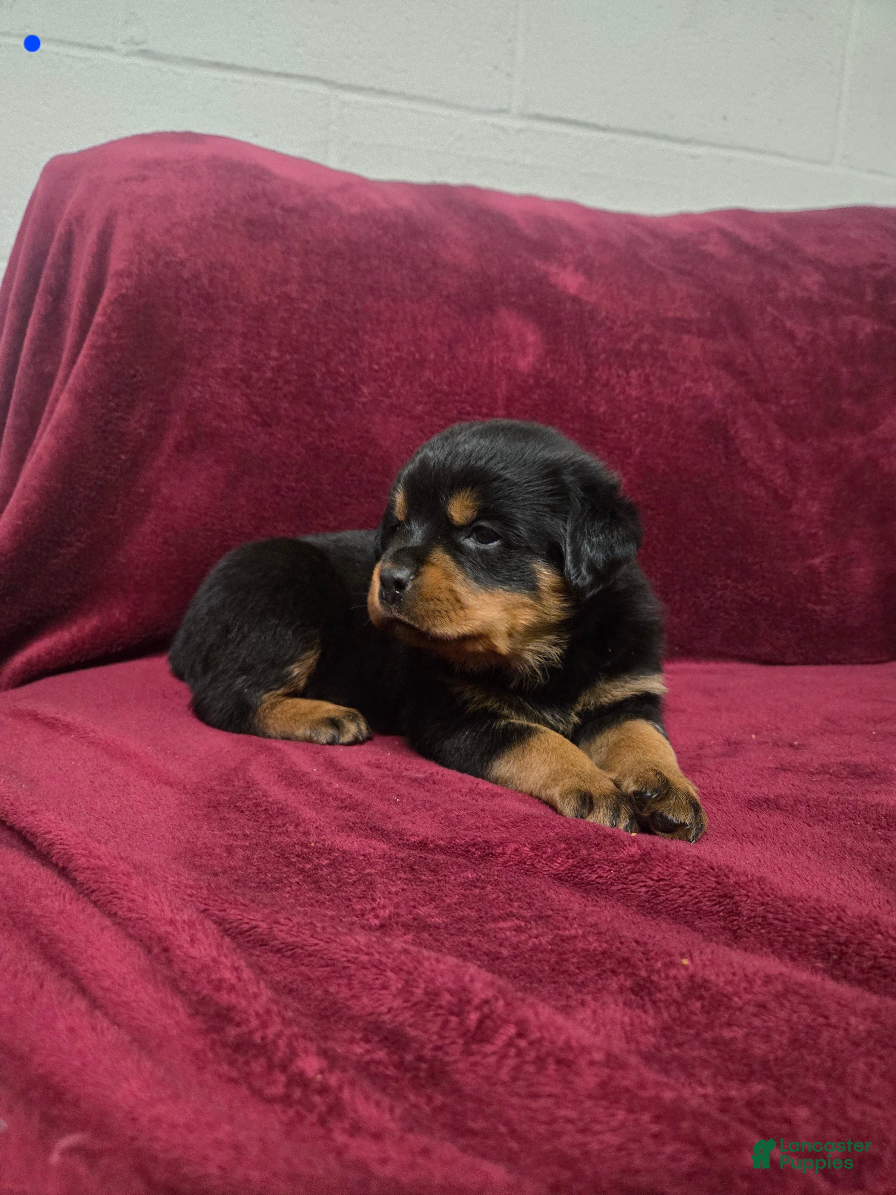 Rottweiler dogs Daisy - Ad 40