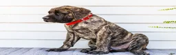 English Mastiff dogs for sale: Max - Ad 3