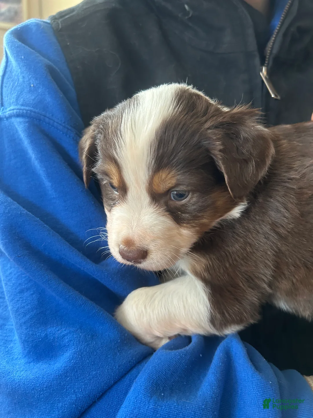 Australian Shepherd dogs for sale: Bridget Bishop - Ad 1