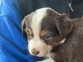 Australian Shepherd dogs Bridget Bishop - Ad 4