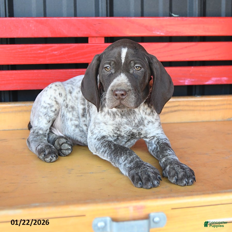 German Shorthaired Pointer dogs Nick  - Ad 2