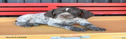 German Shorthaired Pointer dogs for sale: Nick  - Ad 2