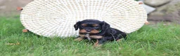 Cavalier King Charles Spaniel dogs for sale: Mike - Ad 12