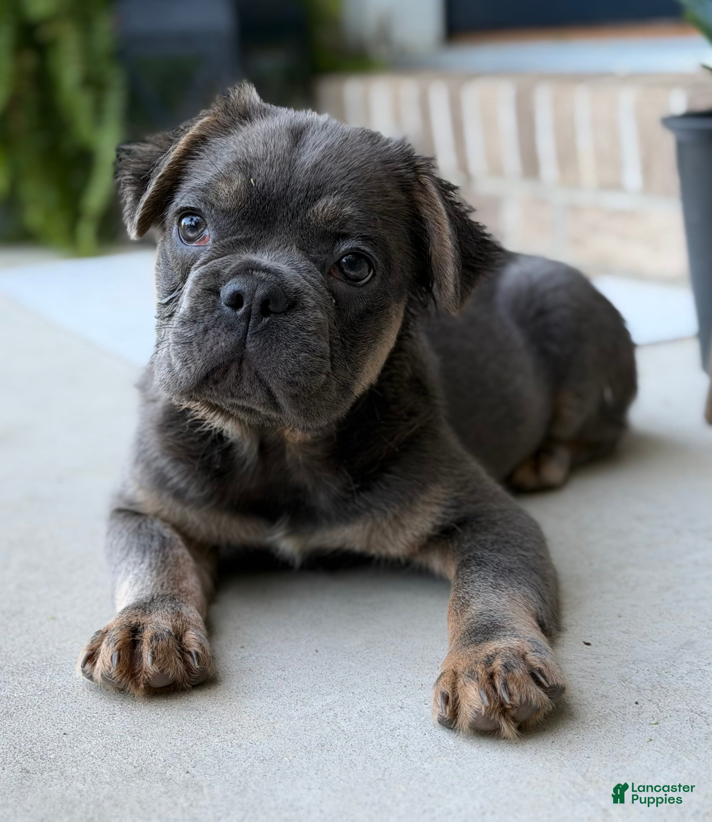 French Bulldog dogs for sale: Scout - Ad 4
