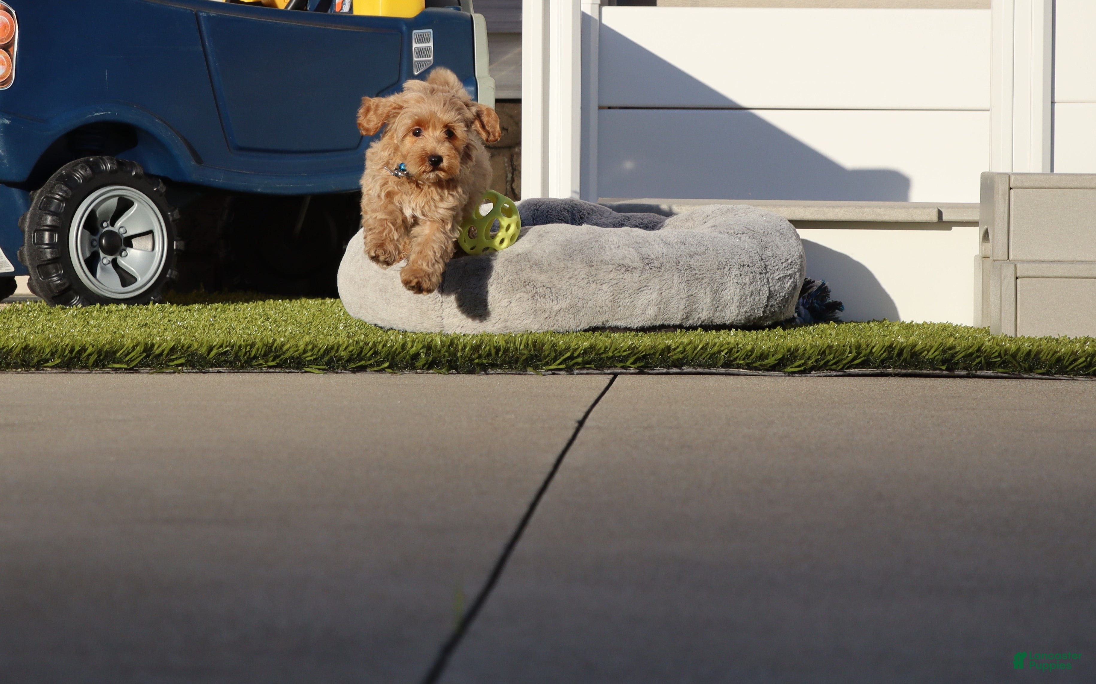 Havapoo dogs Phoenix 💙 Minature - Ad 1