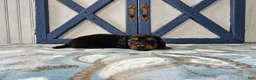 Miniature Dachshund dogs for sale: Benson - Ad 6