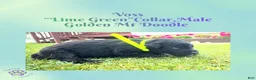 Mixed Breed dogs for sale:  Voss — Lime Green Collar • Male Golden Mountain Doodle - Ad 2
