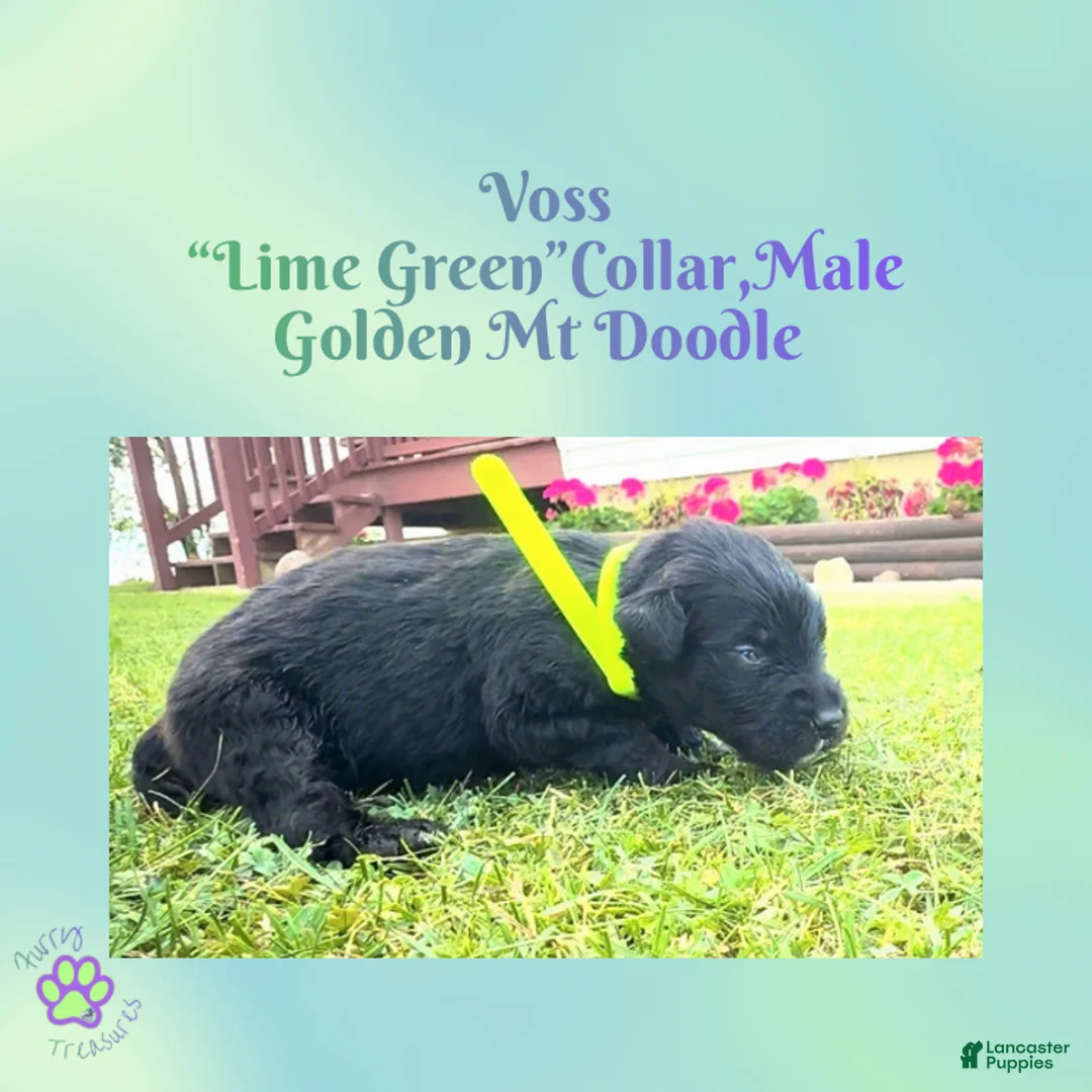Mixed Breed dogs for sale:  Voss — Lime Green Collar • Male Golden Mountain Doodle - Ad 2