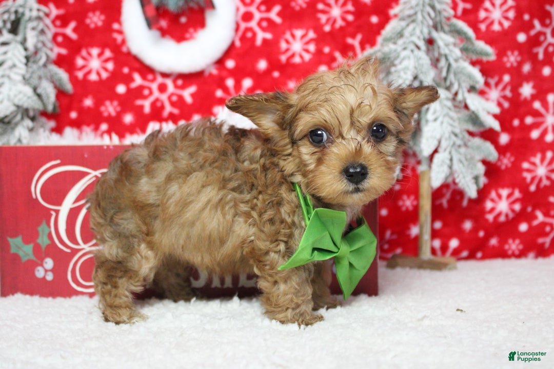 Yorkiepoo dogs for sale: Punkin  - Ad 9
