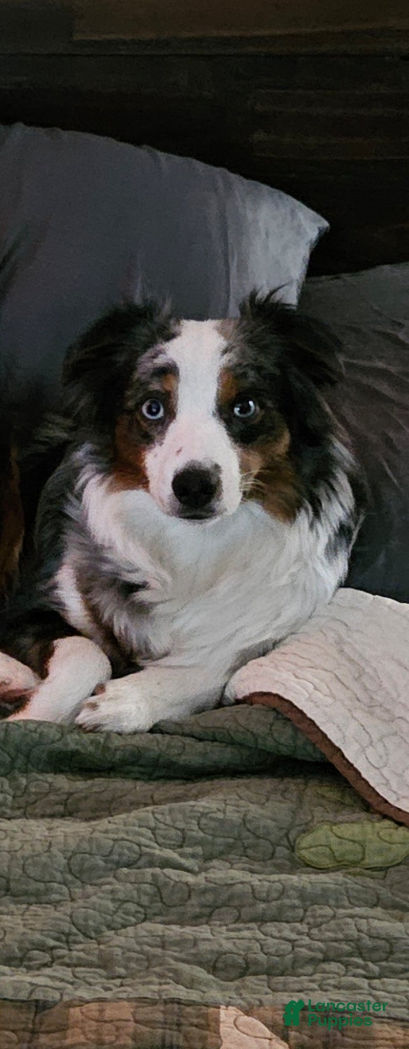 Miniature Australian Shepherd dogs for sale: Miniature Australian Shepherd Puppy 1 - Ad 2