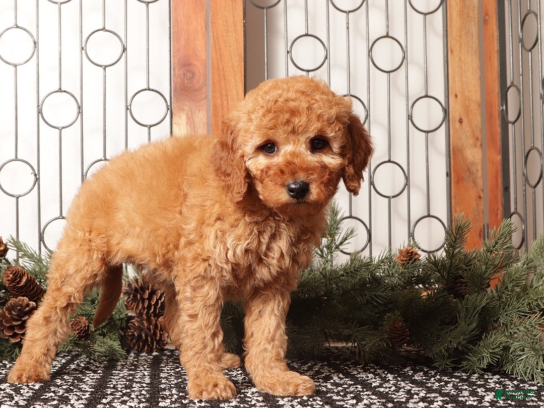 Mixed Breed dogs for sale: Amber - Ad 4