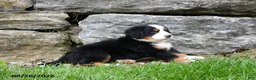 Bernese Mountain Dog dogs for sale: Bush - Ad 4