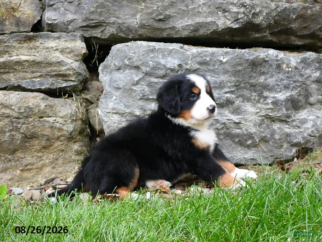 Bernese Mountain Dog dogs for sale: Bush - Ad 4