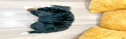 Mini Bernedoodle dogs for sale: Isabella - Ad 6