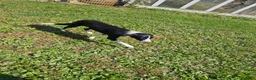 Border Collie dogs for sale: Border Collie 1 - Ad 3