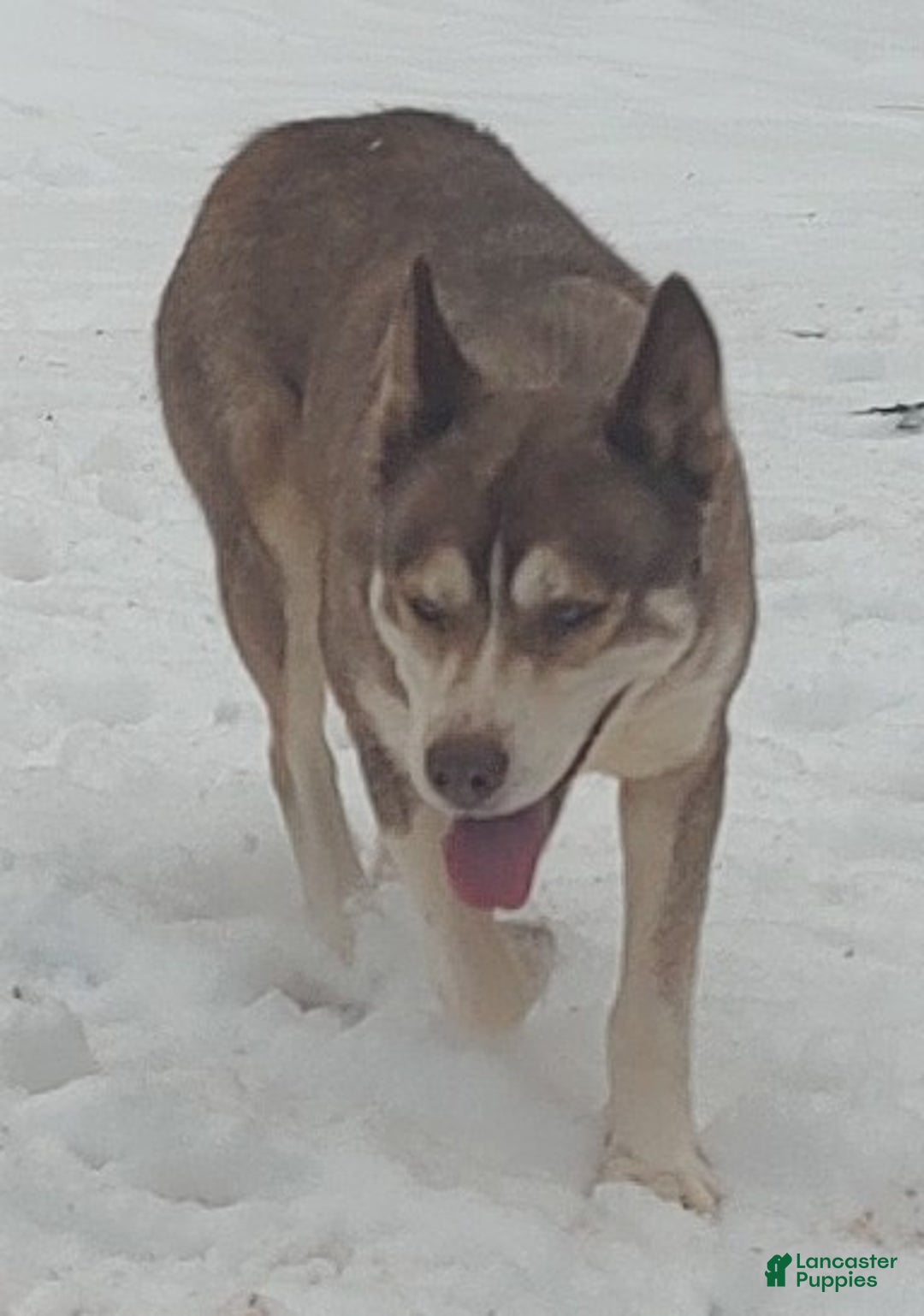 Siberian Husky dogs for sale: Siberian Husky Puppy 2 - Ad 4