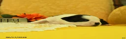 Boston Terrier dogs for sale: Vera - Ad 3
