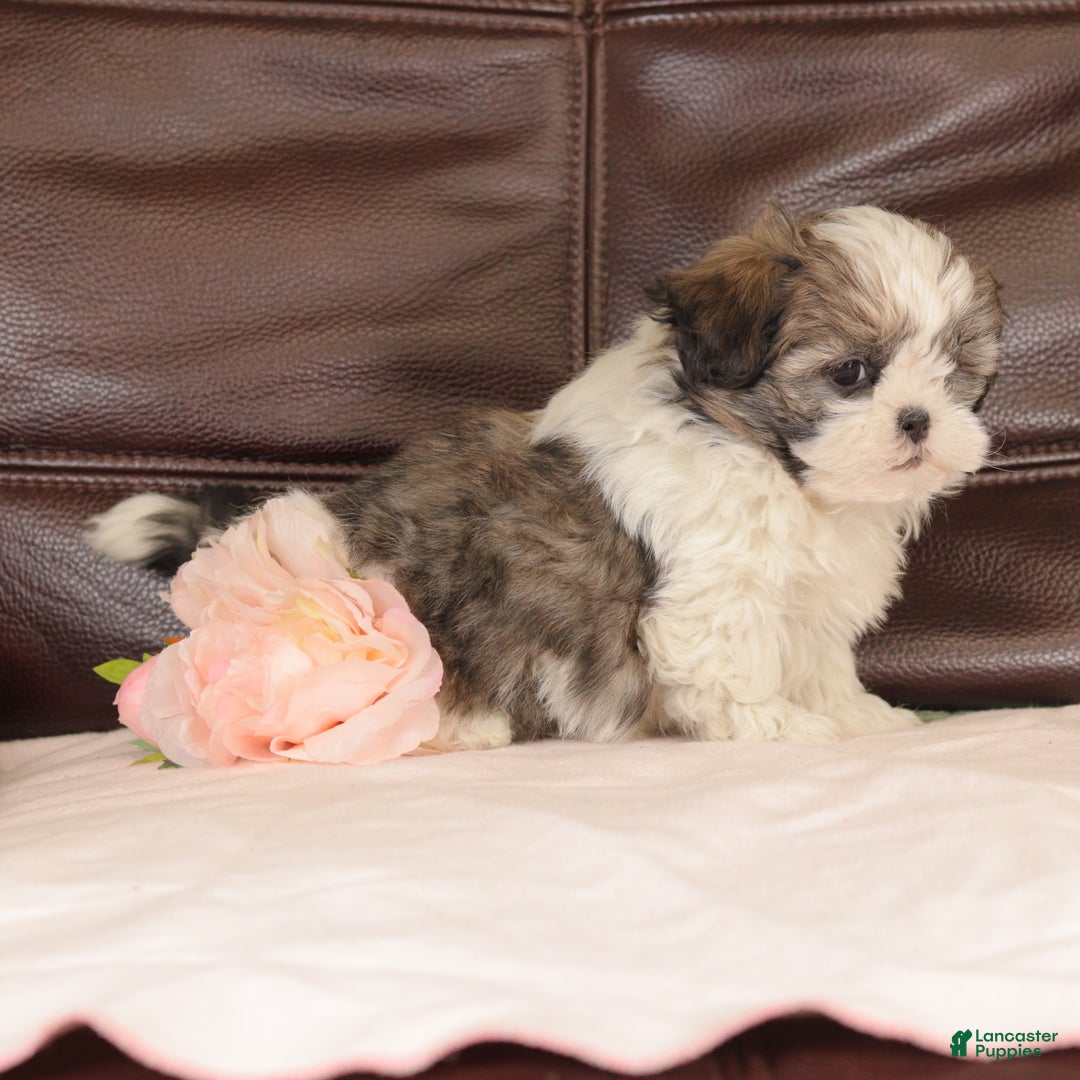 Mixed Breed dogs for sale: Copper - Ad 7