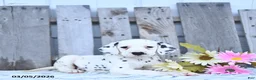 Dalmatian dogs for sale: Zephyr - Ad 3