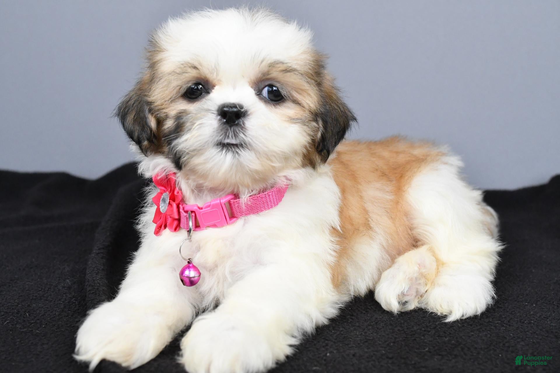 Shih Tzu dogs Candy - Ad 2