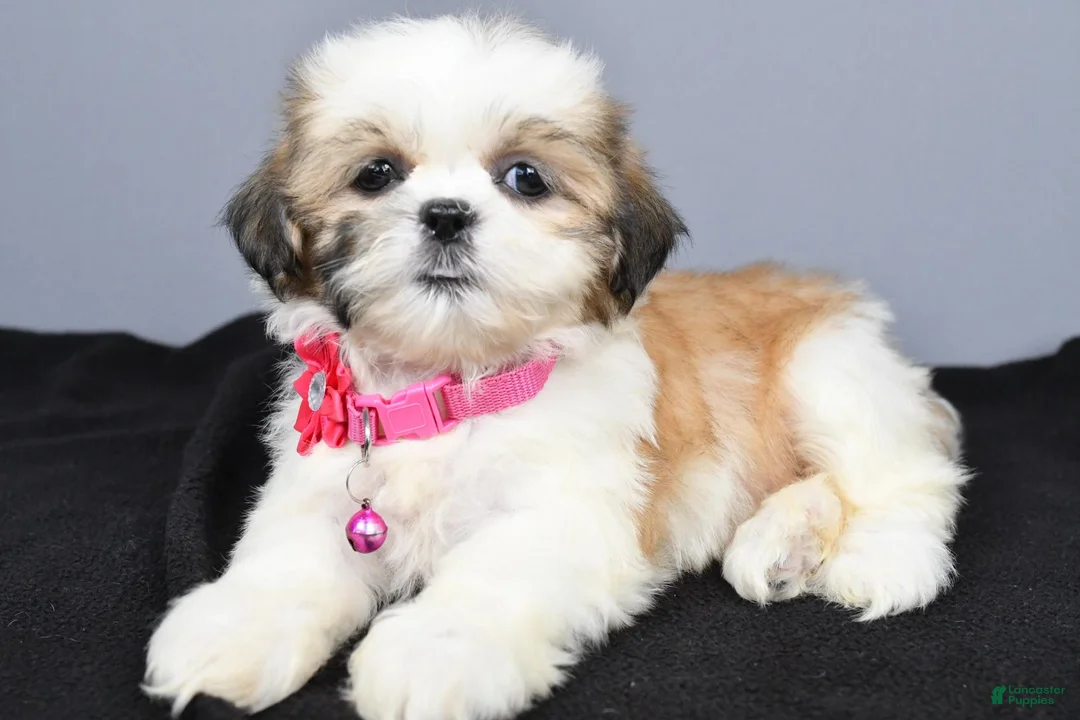 Shih Tzu dogs for sale: Candy - Ad 2