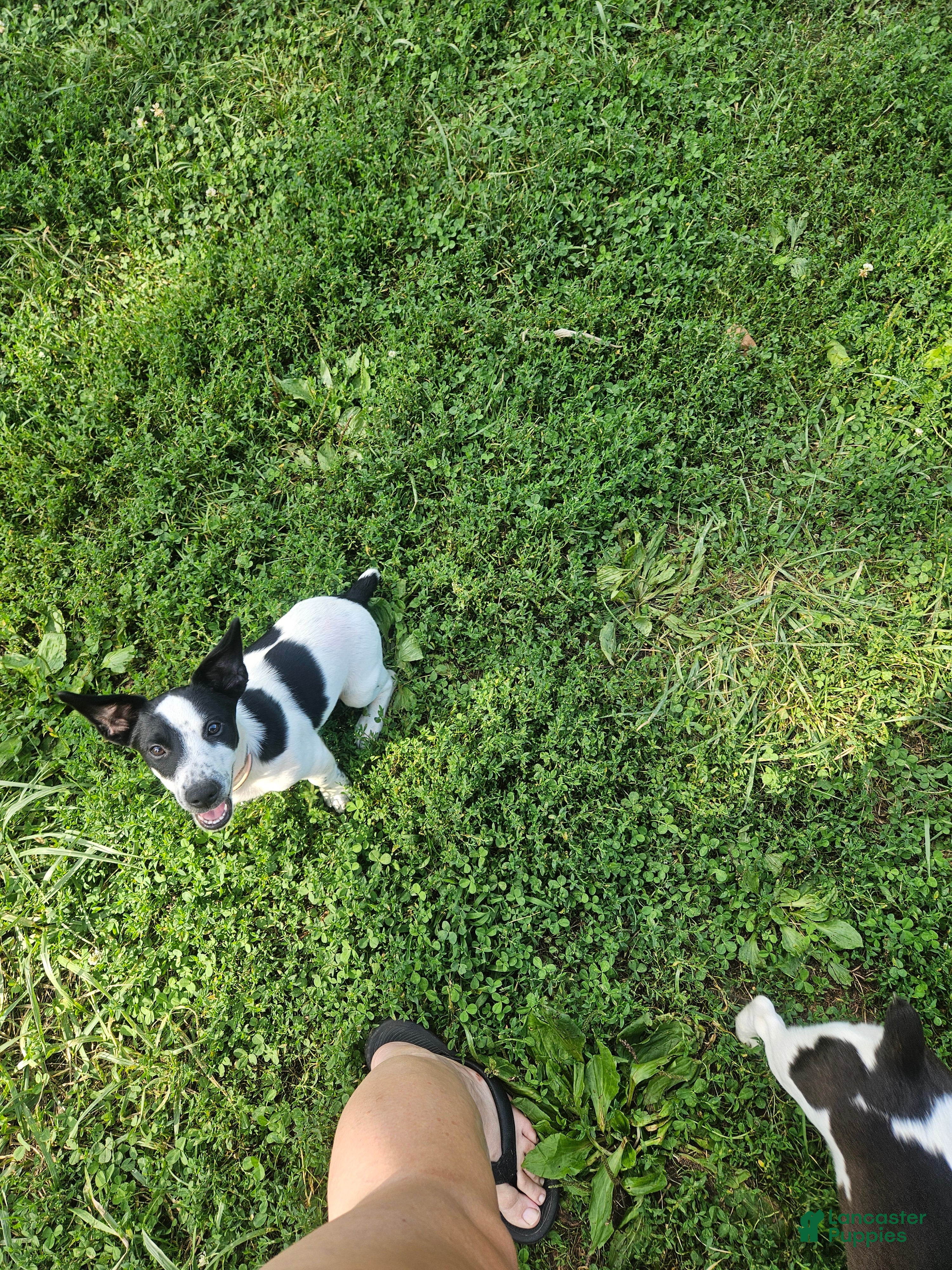 Jack Russell Terrier dogs Bull - Ad 28