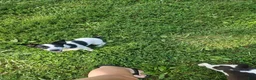 Jack Russell Terrier dogs for sale: Bull - Ad 1
