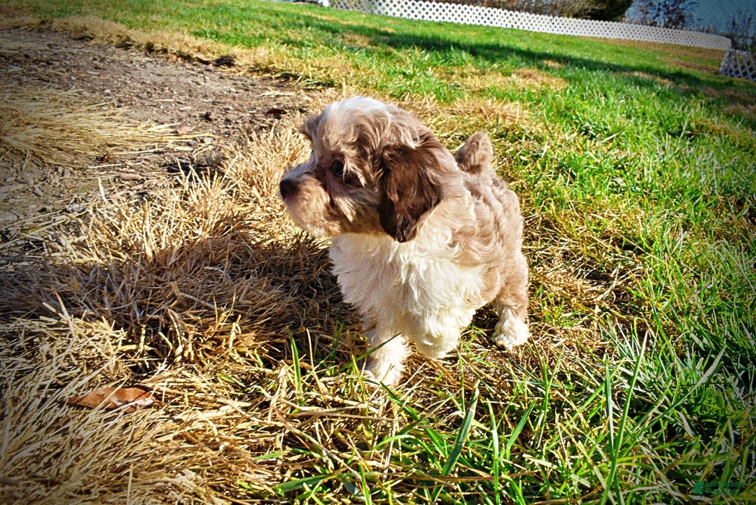 Havapoo dogs for sale: Olivia - Ad 17