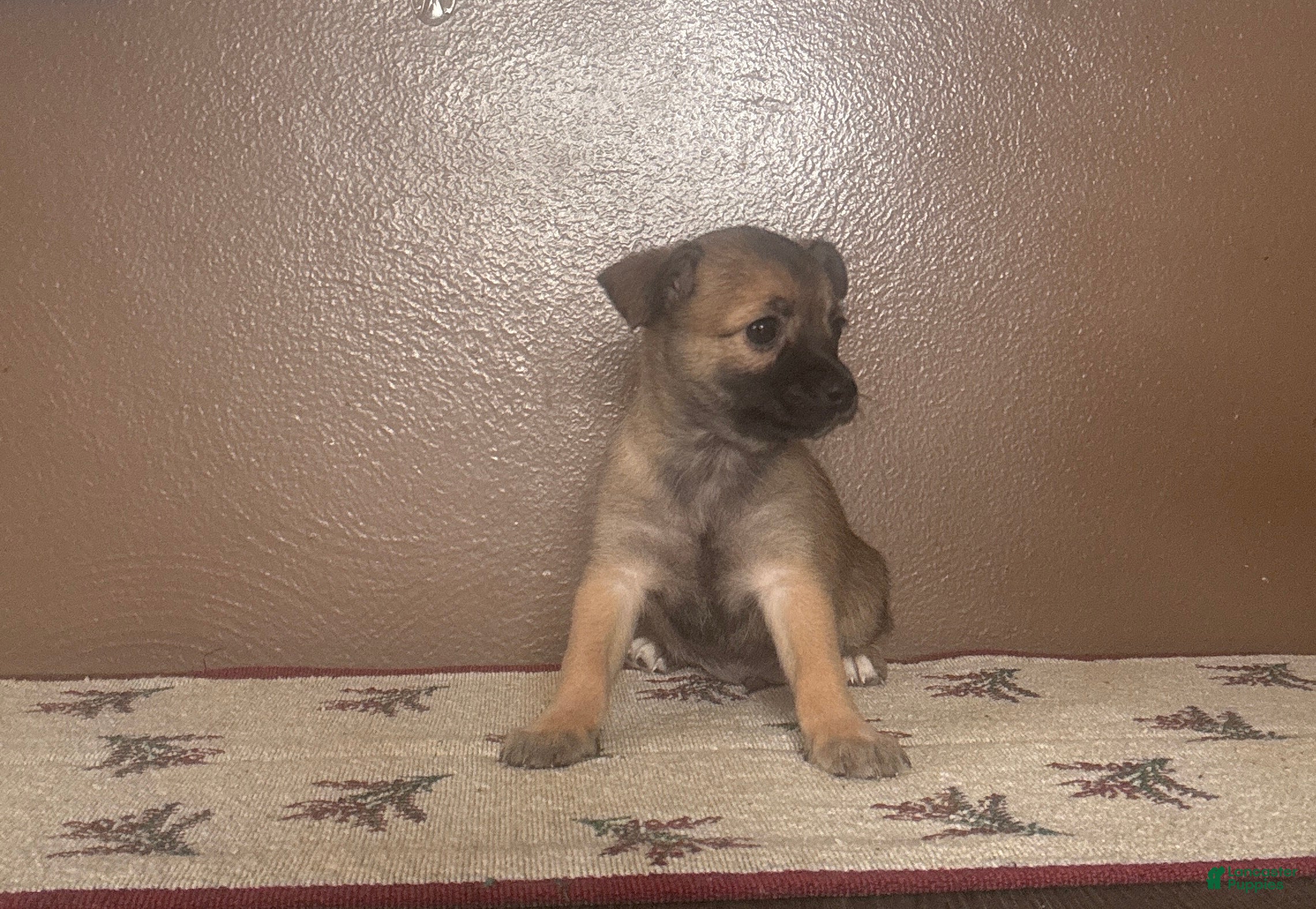 Chihuahua dogs Chihuahua Puppy 1 - Ad 2