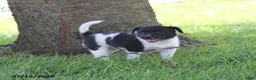 Toy Fox Terrier dogs for sale: Missy - Ad 3