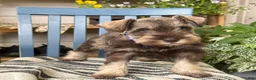 Miniature Schnauzer dogs for sale: Winston - Ad 8