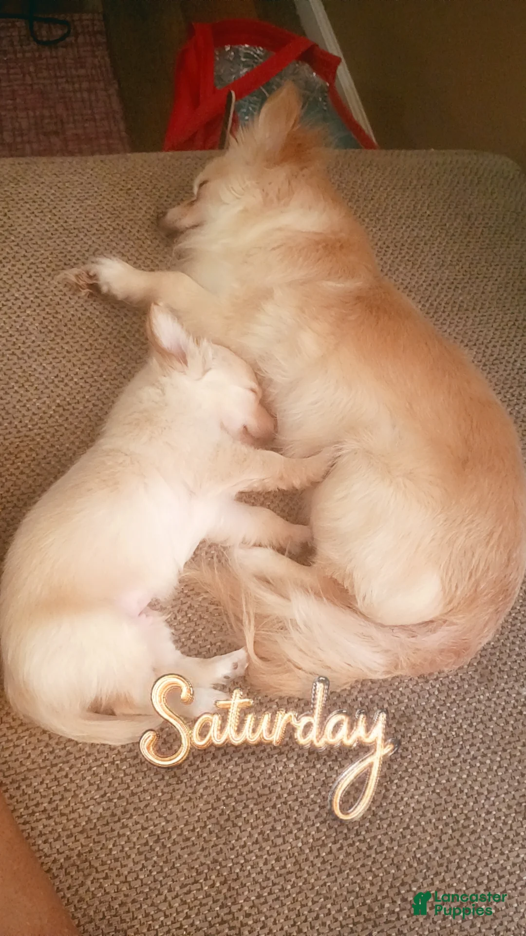Chihuahua dogs for sale: Chihuahua Puppy 1 - Ad 2