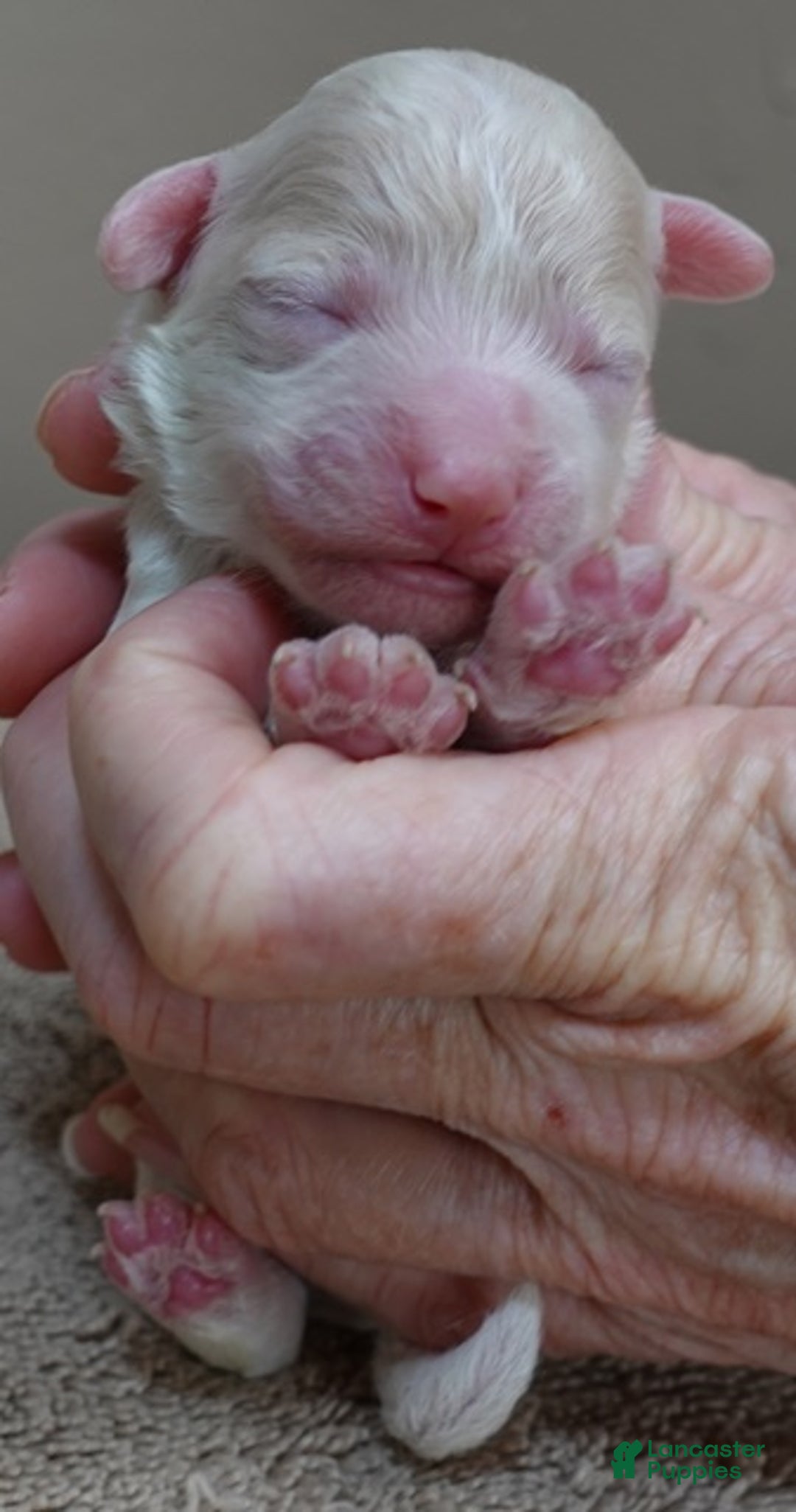 Toy Poodle dogs for sale: Rook!!!!!!!!!!!! - Ad 4