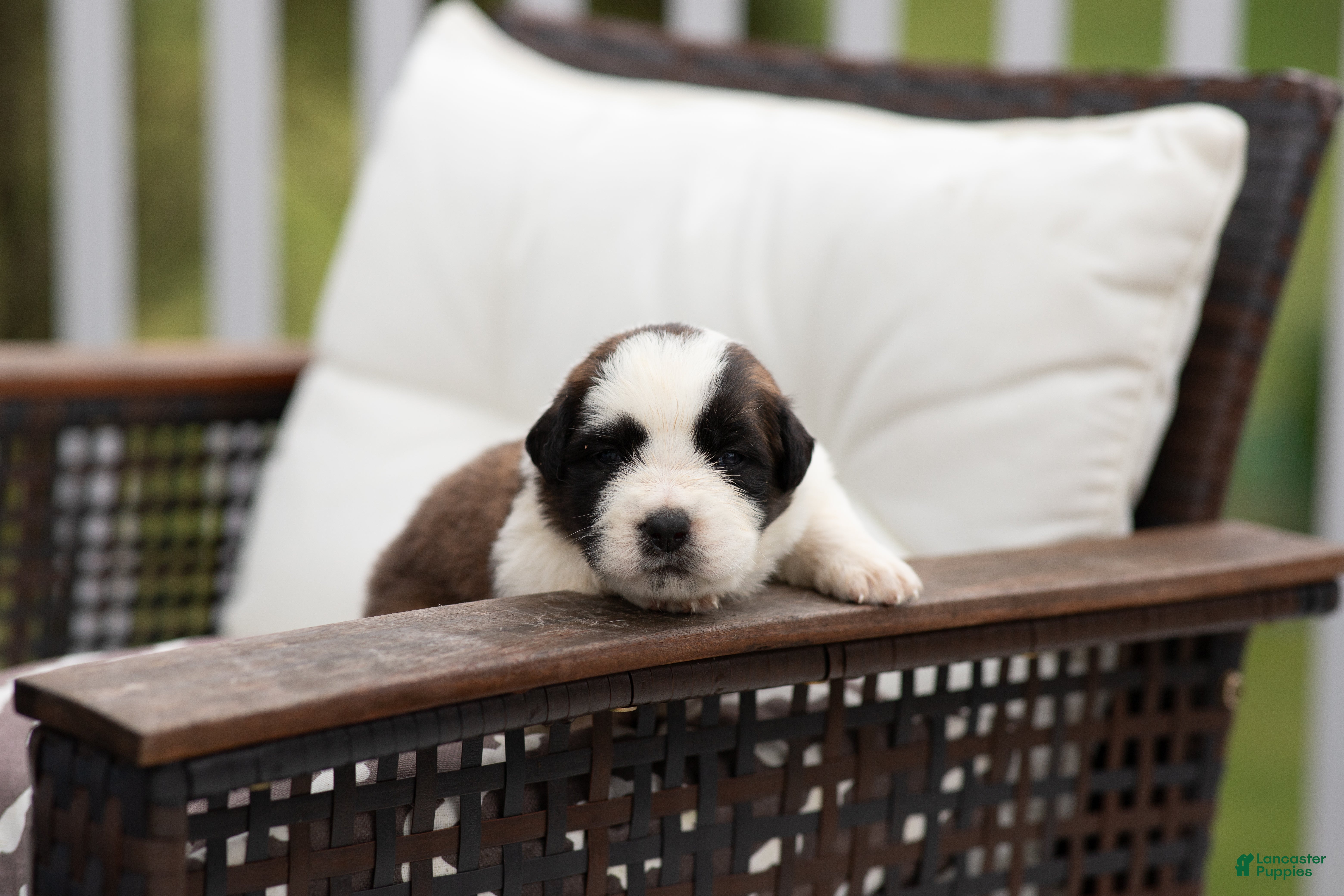 Dog Breed Long Haired Saint Bernard Puppy Saint Bernard Puppies
