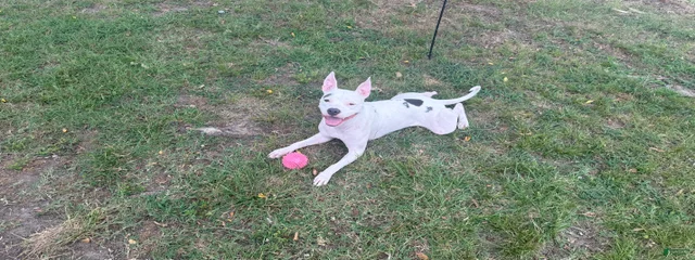 Arya