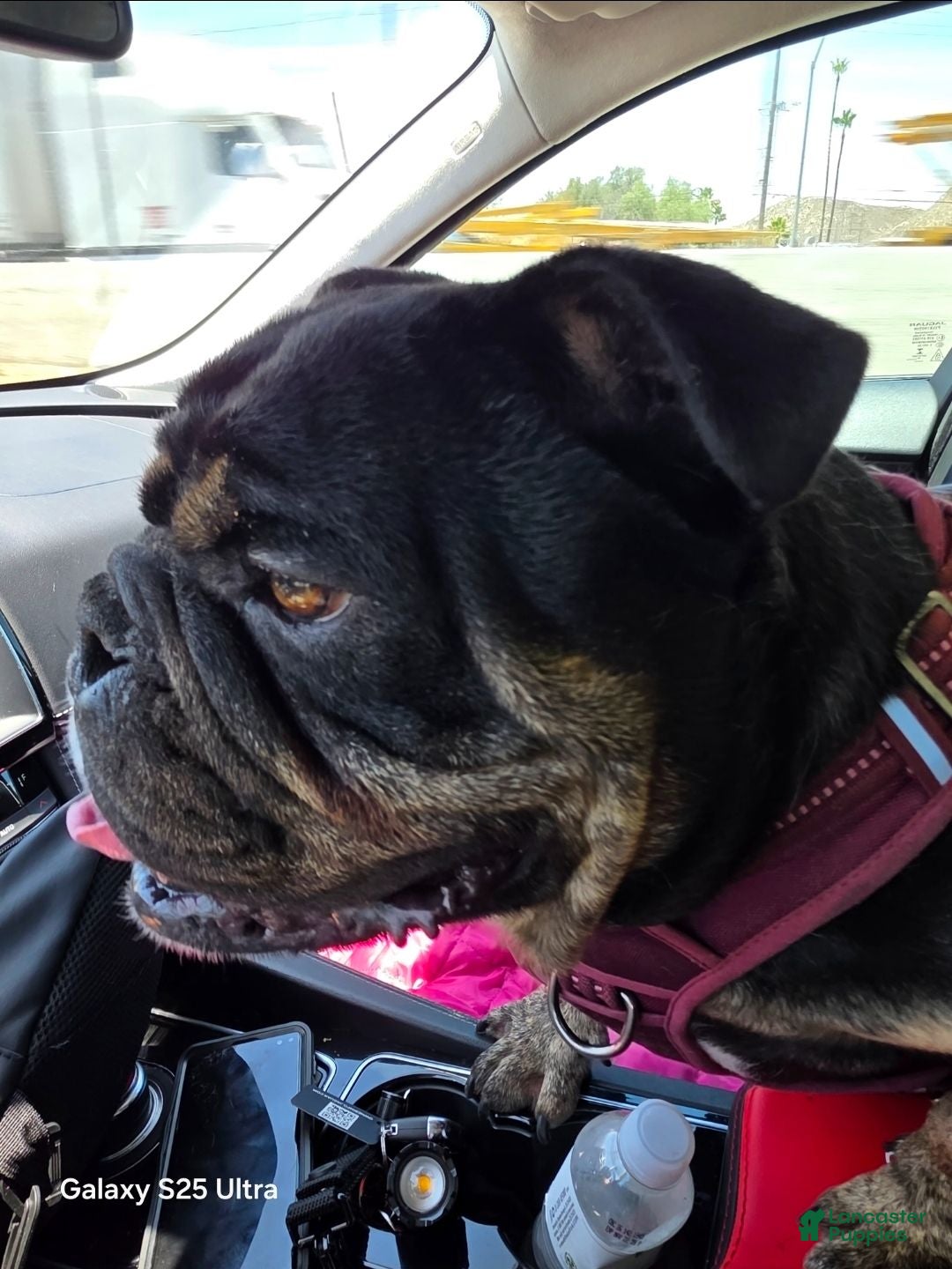 English Bulldog dogs English Bulldog 11 months totally trained  - Ad 1