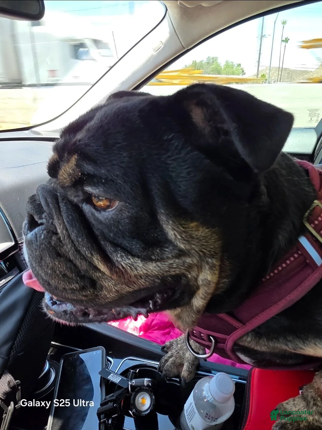 English Bulldog dogs for sale: English Bulldog 11 months totally trained  - Ad 1