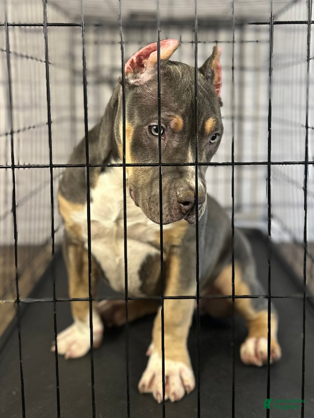 American Bully dogs for sale: Maggie - Ad 11