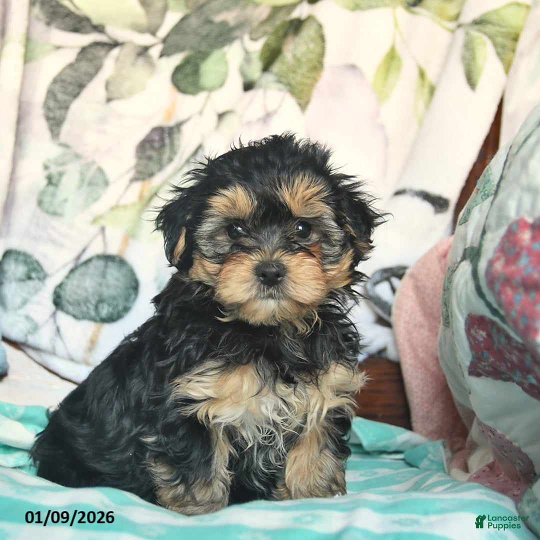 Morkie dogs for sale: Mason  - Ad 2