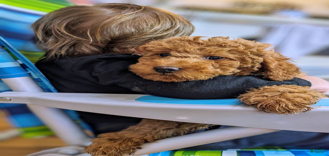 Gallery Image {{count}}