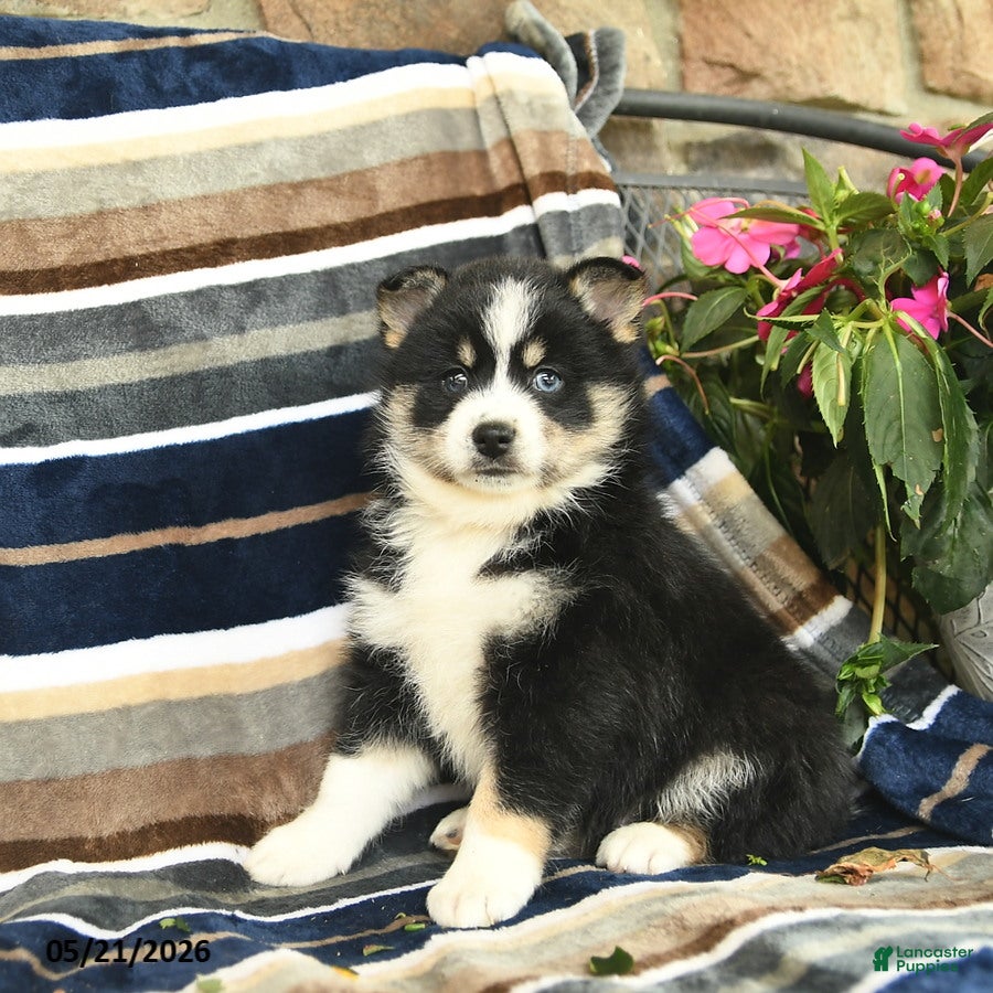 Pomsky dogs Flicka  - Ad 2