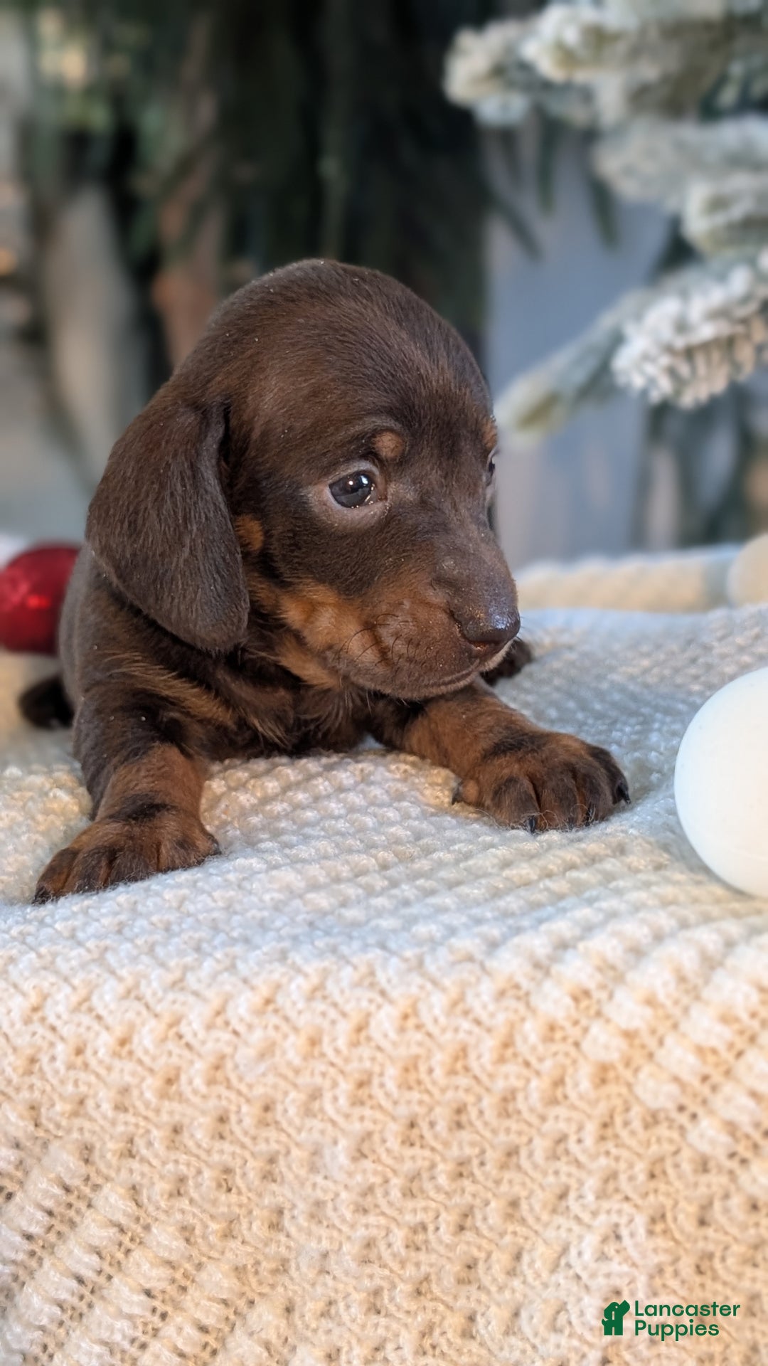Miniature Dachshund dogs for sale: Izzy - Ad 5