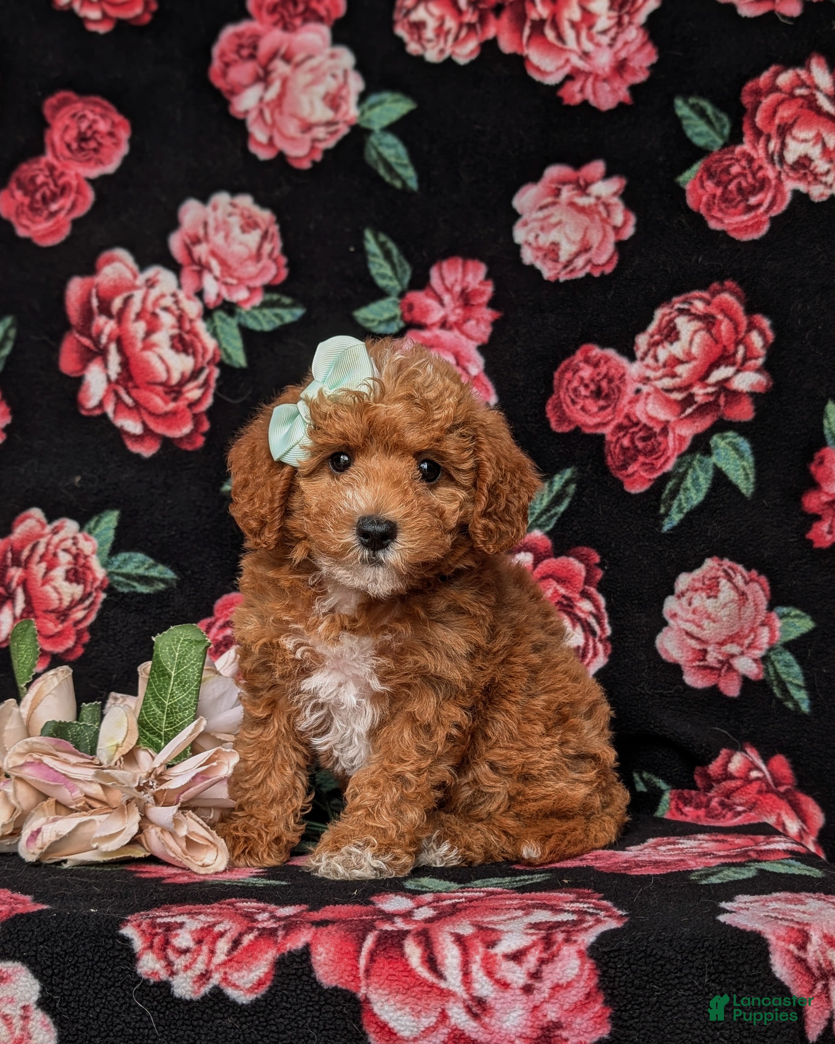 Miniature Labradoodle dogs Whitley Hypoallergenic - Ad 1