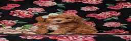 Miniature Labradoodle dogs for sale: Whitley Hypoallergenic - Ad 1